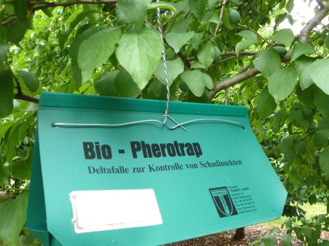 Deltafalle (Bild: Pflanzenschutzamt Berlin)