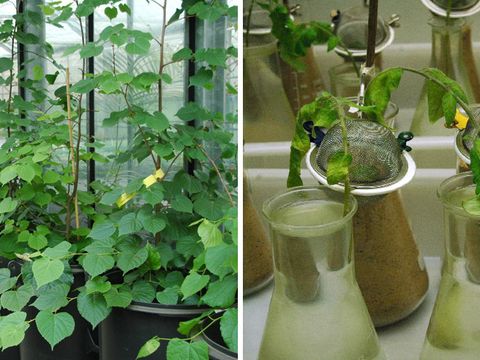 Salzverträglichkeitsversuch an Linden (li), Nebenwirkungsprüfung (re)