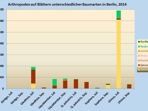 Arthropoden auf Blättern unterschiedlicher Baumarten in Berlin, 2014 (Bild: Pflanzenschutzamt Berlin)