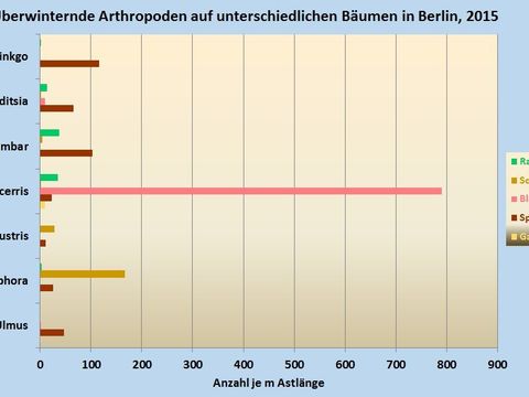 Überwinternde Arthropoden auf unterschiedlichen Bäumen in Berlin, 2015 (Bild: Pflanzenschutzamt Berlin)