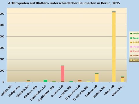 Arthropoden auf Blättern unterschiedlicher Baumarten in Berlin, 2015 (Bild: Pflanzenschutzamt Berlin)