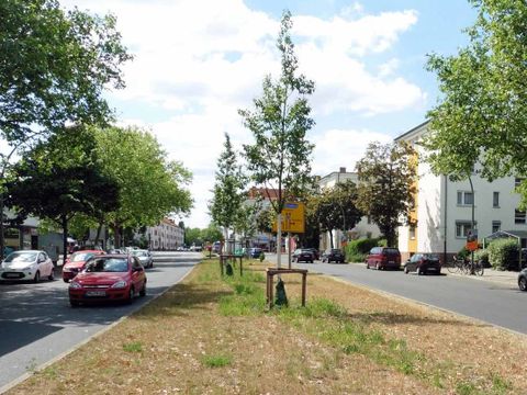 Abb. 4 Alnus cordata in der Blaschkoallee Juli 2015 (Bild: Pflanzenschutzamt Berlin)