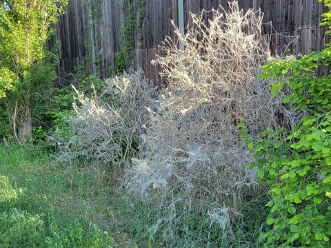 späterer Kahlfraß durch Euonymus-Gespinstmotte (Bild: Pflanzenschutzamt Berlin)