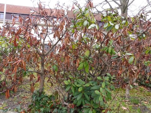 Trockenschäden an Rhododendron (Bild: Pflanzenschutzamt Berlin)