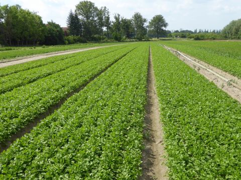 Landwirtschaft