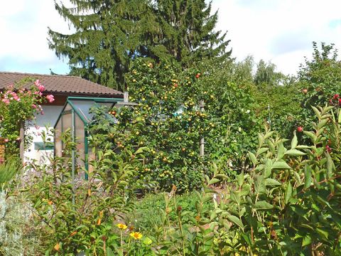 Apfelspalier im Kleingarten