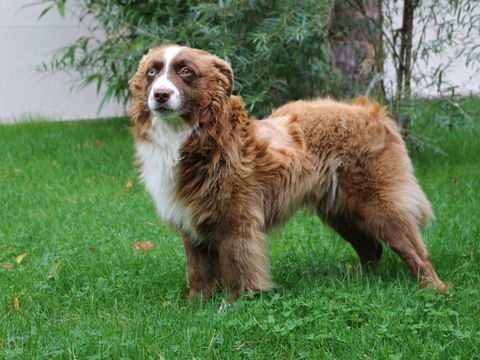 Hund des Verstorbenen