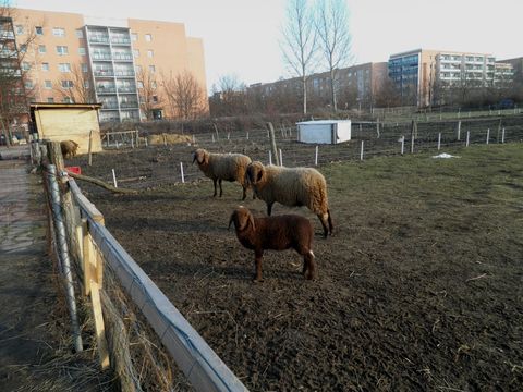 Schafe am Oschatzer Ring