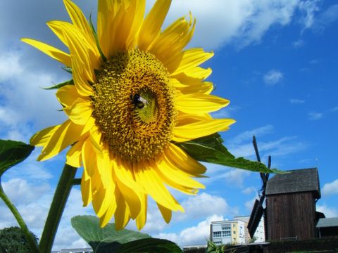 Die Bockwindmühle in Alt-Marzahn ist ein beliebtes Ausflugsziel und ein besonderer Trauungsort für Hochzeitswillige.