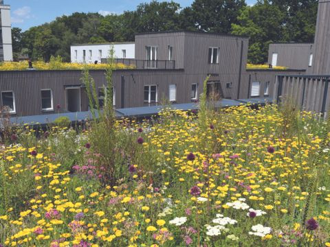 Dachbegrünung extensiv (Bild: Bundesverband Gebäudegrün e.V.)