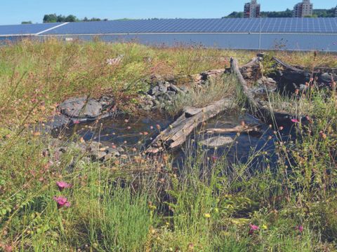 Dachbegrünung Sonderform Biodiversitätsgründach (Bild: Bundesverband Gebäudegrün e.V.)