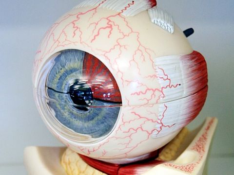 Modell Auge