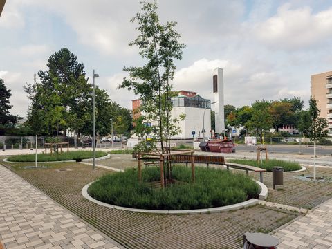 Baumrigolen am Halemweg - vor der neuen Anna-Freud-Schule