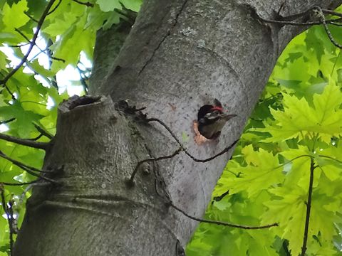 Buntspecht in Baumhöhle im Fritz-Schloß-Park