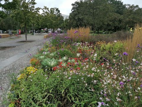 Herbstliche Blütenpracht am Kurt-Weill-Platz in Hellersdorf