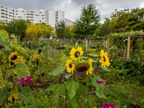 Gemeinschaftsgarten Beetinchen im Märkischen Viertel