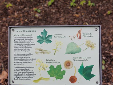 Handgezeichnete Abbildung im Naturlehrpad Bremer Straße