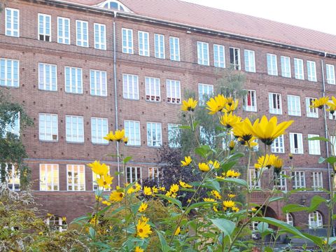Gottfried-Keller-Gymnasium: Topinambur auf dem Schulhof