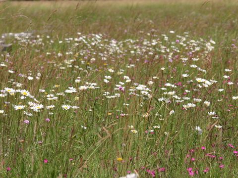 Auf einer Wiese mit hohen Gräsern wachsen Wildblumen. Zwischen kleinen gelben und rosa Blüten ragen viele wilden Margeriten auf. Die körbchenförmigen Blüten haben eine gelbe Mitte und sind von einem Kranz weißer Blütenblätter umgeben.