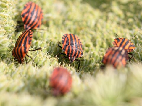 Eine Nahaufnahme von sechs Streifenwanzen auf einer gelbgrünen Doldenblüte. Die etwa 10-12 Millimeter großen Tiere weisen auf ihrem Rücken ein auffälliges rot-schwarz gestreiftes Muster auf. Vier bis fünf schwarze Längsstreifen verlaufen von dem kleinen Kopf über den breiten Halsschild bis zum Hinterleib. Die Streifenwanze hat lange Fühler und sechs kräftige Beine.