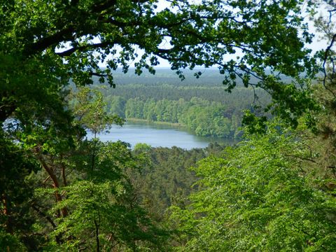 Das Foto zeigt einen Blick über Baumwipfel hinweg auf den Müggelsee. Im Vordergrund rahmt ein Ast mit grünen Blättern am oberen Bildrand das Bild ein. Der See, der den hellblauen Himmel reflektiert, ist von artenreichem Mischwald umgeben. Die Blätter der Laubbäume leuchten teils in sattem Grün, teils sind sie dunkelgrün gefärbt. Zum Horizont hin werden die Baumreihen unscharf.