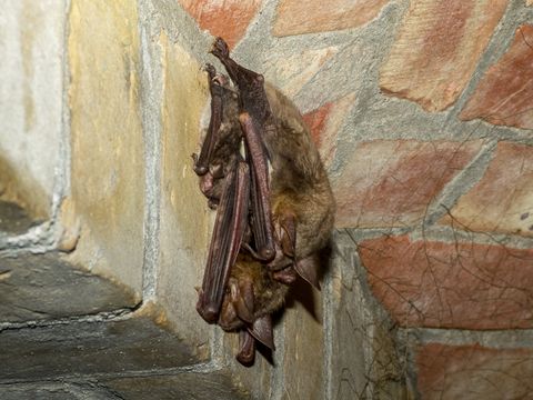 An einer Mauer aus hellgelben Bruch- und roten Backsteinen im stillgelegten Wasserwerk Tegel haben sich eine Wasserfledermaus und ein Großes Mausohr niedergelassen. Aneinandergeschmiegt hängen die beiden Tiere mit dem Kopf nach unten. Ihre eng angelegten Flügel sind fast so lang wie ihr mit hellbraunem Fell bedeckter Körper. Die Haut über den Flügelknochen glänzt gräulich-rosa, auch die Innenseiten ihrer spitzen Ohren schimmern gräulich.
