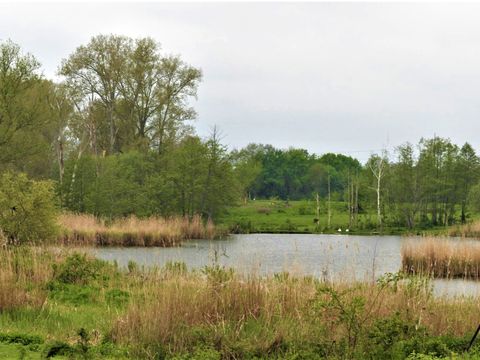 Das Foto zeigt ein Gewässer unter bewölktem Himmel. Hellgrüne Wiesen und hohe Laubbäume säumen die Ufer. Dichte Schilfgürtel ragen wie kleine Halbinseln in das Wasser. Im Hintergrund sind winzig klein zwei weiße Schwäne erkennbar.