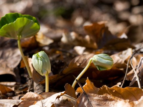 Buchenkeimlinge (Bild: Carsten Fischer / Naturfotografie)