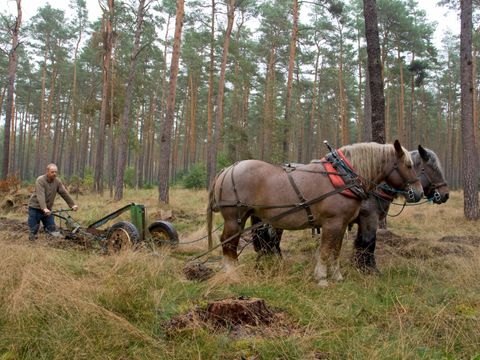 In einem Kiefernwald ziehen zwei Rückepferde einen Waldpflug hinter sich her. Ein Forstarbeiter in braunem Pullover und dunkelblauer Hose führt das Gerät über den mit Moos und hohen Gräsern bewachsenen Waldboden. Die beiden kräftigen Kaltblüter mit dunkelbraunem Fell und heller Mähne sind mit Arbeitsgeschirren eingespannt. Die Geschirre bestehen aus dunklen Lederriemen, um den Hals der Pferde verläuft ein roter Kumt, ein gepolsterter Ring.