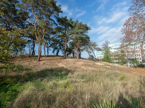 Ein Blick auf die Düne Wedding unter blauem Himmel mit weißen Wolkenschleiern. Auf der flachen Kuppe der Erhebung wachsen einige knorrige Waldkiefern. In diesem Bereich ist der lockere Rohboden unbefestigt und von sandigen Stellen durchzogen. Im Vordergrund bedecken unterschiedliche Gräser das Naturdenkmal aus der Eiszeit. Ein weißer Gebäudekomplex, dessen Fensterrahmen und Flachdächer mintgrün abgesetzt sind, erstreckt sich rechts im Hintergrund.