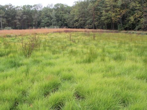 Moortypischen Arten wie Torfmoose, Seggen und Wollgras haben die offenen Torfflächen der Kleinen Pelzlaake wiederbesiedelt. (Bild: Justus Meißner/Stiftung Naturschutz Berlin)