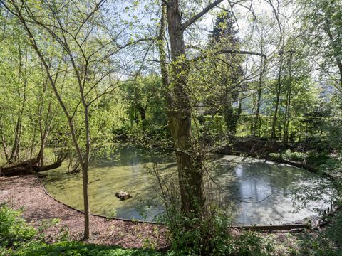 Sonnenlicht fällt auf den Lankegrabenteich. Das Ufer wird von Bäumen mit zartem grünen Blattwerk gesäumt. Auf der matt schimmernden Wasseroberfläche wachsen kleine Wasserlinsen, die Pflanzen sind auch als Entengrütze bekannt. Ein Stück von einem Baumstamm treibt auf dem Teich. Am linken Bildrand sind Bäume umgestürzt, ihre begrünten Äste ragen über das Gewässer.