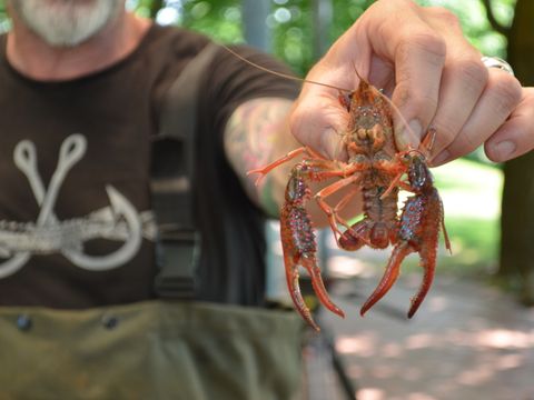 Ein weißbärtiger Mann hält einen Roten Amerikanischen Sumpfkrebs in die Kamera. Das feingliedrige Tier mit segmentiertem Körper ist invasiv, aber schmackhaft: Es hat einen leuchtend roten Panzer, der auf den kräftigen Scheren dunkel glänzt. Sie sind mit unzähligen roten Dornen besetzt. Zwei lange Fühler stehen vom Kopf ab. Der Weißbärtige trägt eine olivgrüne Wathose und ein braunes T-Shirt mit verschlungenen Ankerhaken auf der Brust. Im Hintergrund stark verschwommene Bäume.