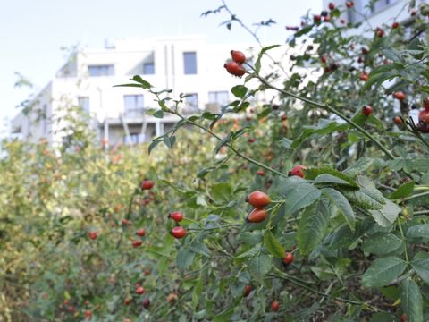 Eine dichte Hecke aus Hunds-Rosen verliert sich unscharf im sonnigen Hintergrund. Dahinter erheben sich moderne weiße Stadthäuser. Die Hunds-Rose, auch Heckenrose genannt, hat gefiederte dunkelgrüne schmale Blätter und hohe überhängende Zweige. An kleinen Stielen sitzen purpurrote Hagebutten-Früchte.