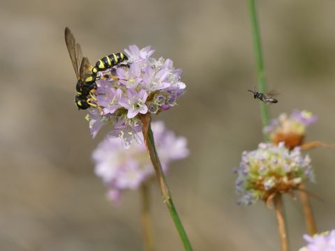Eine Knotenwespe der Gattung Cerceris trinkt Nektar von einer Grasnelke auf der Düne Wedding. (Bild: Ronald Kroth)