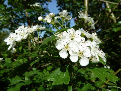 Blüte