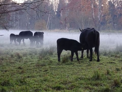 Wasserbüffel im Nebel (Bild: Simaber)