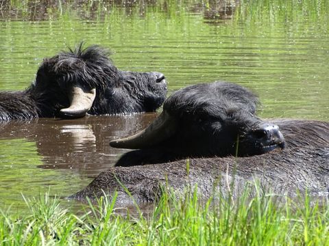 Im flachen Wasser des Tegeler Fließ‘ tummeln sich drei Wasserbüffel. Zwei der Tiere recken ihre kräftigen Schädel aus dem Bach, vom dritten Tier im Vordergrund ist nur der Rücken zu erkennen. Im Sonnenschein glänzt sein schwarzes Fell feucht. Die Weidetiere haben kurze, halbmondförmige Hörner und schwarzes zotteliges Fell auf ihrer breiten Stirn über den kleinen Augen. Die gekräuselte Wasseroberfläche reflektiert das leuchtende Grün der Seggen- und Schilf-Pflanzen in Ufernähe.