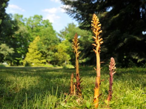 Die Sommerwurz, eine Schmarotzerpflanze ohne Blattgrün ernährt sich mit ihren Saugwurzeln aus den Wurzeln anderer Pflanzen. Hier blüht sie im Späth-Arboretum der Humboldt-Universität. (Bild: Anika Dreilich)