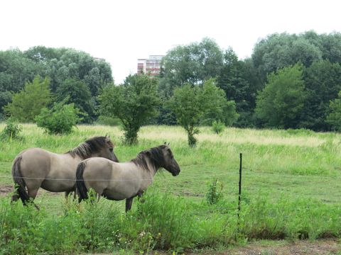 Auf einer weitläufigen saftig grünen Weide stehen zwei Koniks nah am Zaun. Die robusten Tiere haben braun-graues Fell, Mähne und Schweif sind dunkel gefärbt. Auf der Weide ist im vorderen Bereich das Gras kurz, dahinter stehen zwischen hohen Gräsern vereinzelt Büsche und Bäume. Im Hintergrund ragt hinter dichten Baumwipfeln ein Hochhaus in den Himmel.