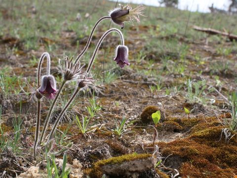 Auf einer Trockenwiese wächst zwischen braunen Moosen und Flechten sowie spärlichem Grasbewuchs eine Schwärzliche Wiesen-Küchenschelle. An den langen Stängeln bilden schmale Blätter einen Kranz um die Mitte des Blütenstiels, an dessen Ende eine einzelne Blüte in Glockenform herabhängt. Sie ist dunkel violett gefärbt.
