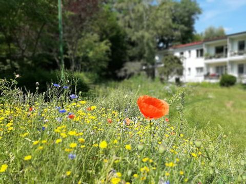 Eine orange-rote Klatschmohnblüte überragt das Blütenmeer auf einer Freifläche der Baugenossenschaft „Freie Scholle“ in Lübars. Neben Klatschmohn blühen blaue Kornblumen zwischen zahlreichen gelben Blüten. Verschwommen im Hintergrund erstreckt sich rechts am Rand einer grünen Wiese ein zweigeschossiges weißes Haus mit Balkonen, links wachsen Bäume mit dunkelgrünem Laub.