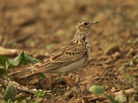 Eine Feldlerche von Nahem. Der mittelgroße Vogel mit langem Schwanz steht auf einem braunen Acker. Sein Gefieder ist in verschiedenen Brauntönen mit dunkelbrauner Strichelung gezeichnet. Der hellgraue Bauch bildet dazu einen starken Kontrast, der spitze Schnabel ist graubraun. Das Gesicht der Feldlerche ziert ein heller Überaugenstreif. Wachsam schaut der Vogel mit seinen runden schwarzen Augen hoch.