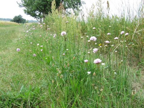 Feldrain mit Grasnelken in Blankenfelde. (Bild: Pamela Weber)