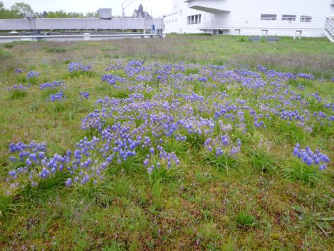 Auf einem Flachdach der Oberflächenwasseraufbereitungsanlage (OWA) Tegel ist eine biodiverse Wiese angelegt. Traubenhyazinthen mit unzähligen blau-violetten Blüten wachsen im Vordergrund. Dahinter bilden grau-violette Gräser teppichartige Flächen, die immer wieder von grünen Pflanzenkissen unterbrochen werden. Rechts im Hintergrund führt ein weißer Metallsteg zu einem weißen Gebäude.