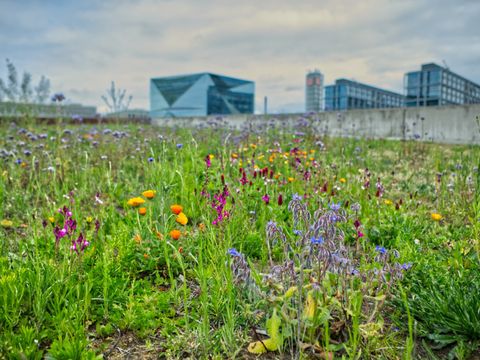 Eine üppig grüne Wildblumenwiese erstreckt sich auf einem großen Areal, das von einer grauen Mauer be-grenzt wird. Unscharf im Hintergrund ragen das Futurium und die Zwillingsbauten des Berliner Hauptbahnhofs in den bewölkten Himmel. Mittig im Vordergrund blühen die sternförmigen blauen Blüten einer Borretsch-pflanze. Links daneben leuchten gelb und orangefarbene Ringelblumen zwischen lilafarbenen Blüten. Weiter hinten sind blaue Kornblumen erkennbar.