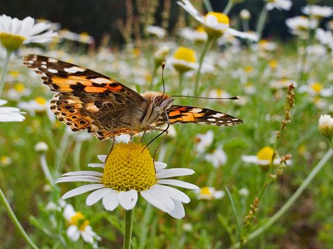 Der farbenprächtige Schmetterling sitzt auf der Blüte einer wilden Kamille. Sein langer Rüssel steckt in dem gelben Blütenkörbchen, das von weißen Hüllblättern gerahmt wird. Die Flügel des Falters sind an den Spitzen schwarz-braun und weisen verschieden große weiße Flecken auf, der Rest ist leuchtend orange gefärbt und wird von einem schwarz-braunem Muster geziert. An Bauch und Rücken ist der Diestelfalter hellbraun. Weitere Kamillenblüten verlieren sich unscharf im Hintergrund.