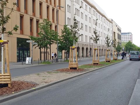 Ein Blick die Stresemannstraße mit Neu- und Altbauten entlang. Der linke Straßenrand sowie der Mittelstreifen sind mit Bäumen bepflanzt. Auf dem Mittelstreifen stehen fünf junge Bäume, die mit einem Gurt an hölzerne Dreiböcke verankert sind. Die Stämme sind mit weißem Schutzanstrich gegen Hitze, Frost und Schädlinge versehen, der Boden ist gemulcht. Zwischen den Bäumchen wächst spärliches Gras.