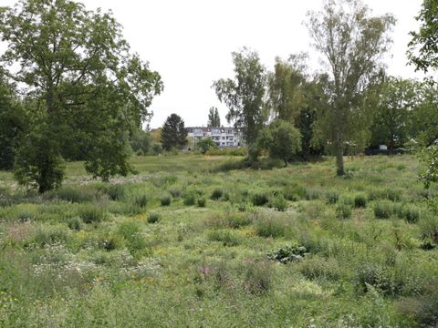 Eine weitläufige Wiese mit hohen Gräsern und verschiedenen weiß, gelb und violett blühenden Pflanzen erstreckt sich über eine große Fläche. Vereinzelt ragen Laubbäume auf. Weit im Hintergrund sind die Dächer von Lauben einer Kleingartenanlage auszumachen. Dahinter steht ein weißer moderner Wohnblock mit ausgebautem Dachgeschoss.