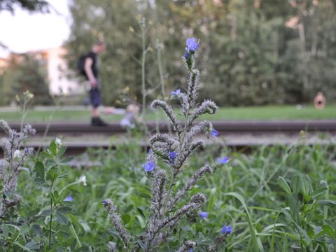 Alteingesessene typische Art: Natternkopf (Bild: bgmr Landschaftsarchitekten)